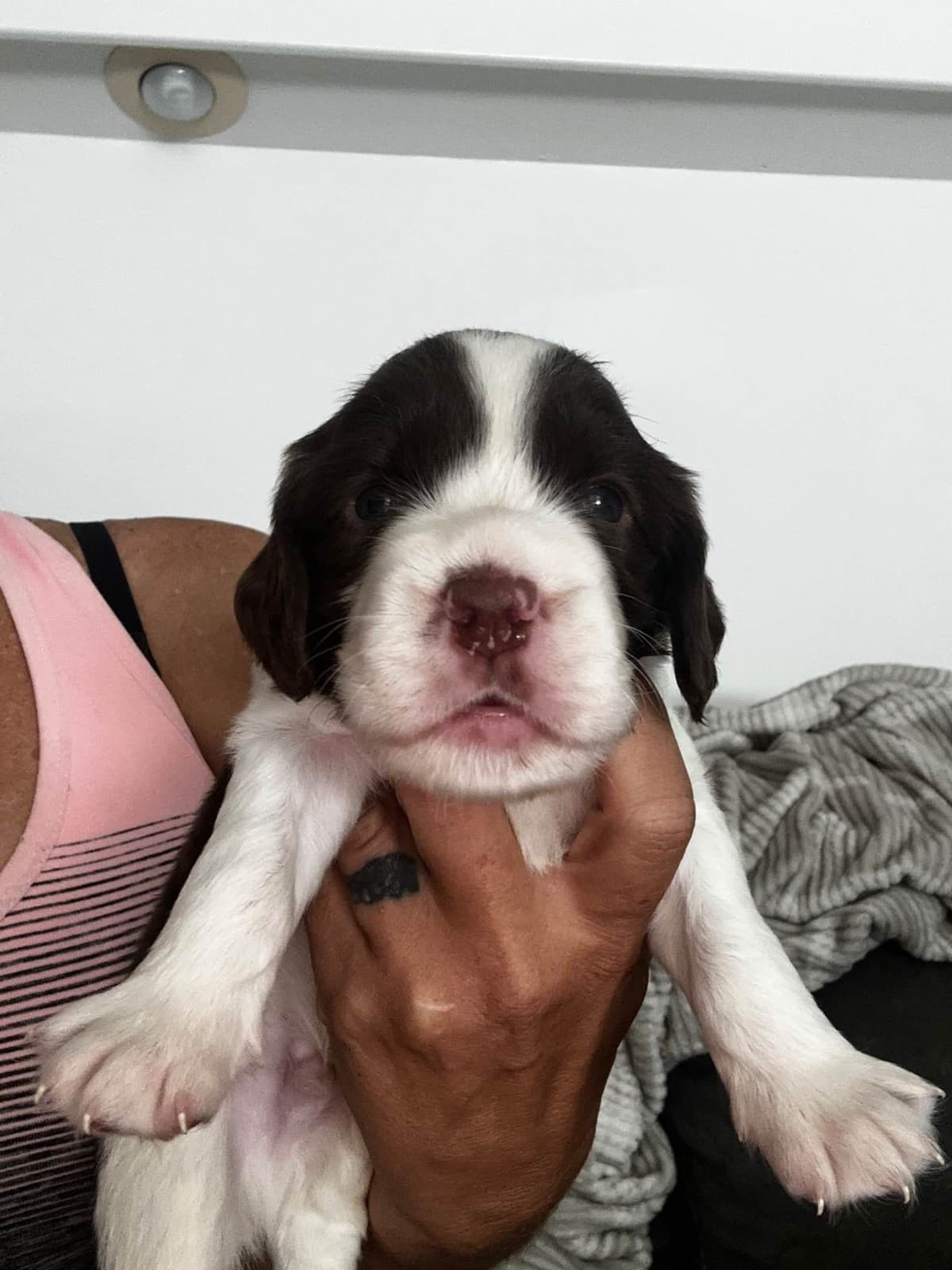 English Springer Spaniel Puppies breeder image 24