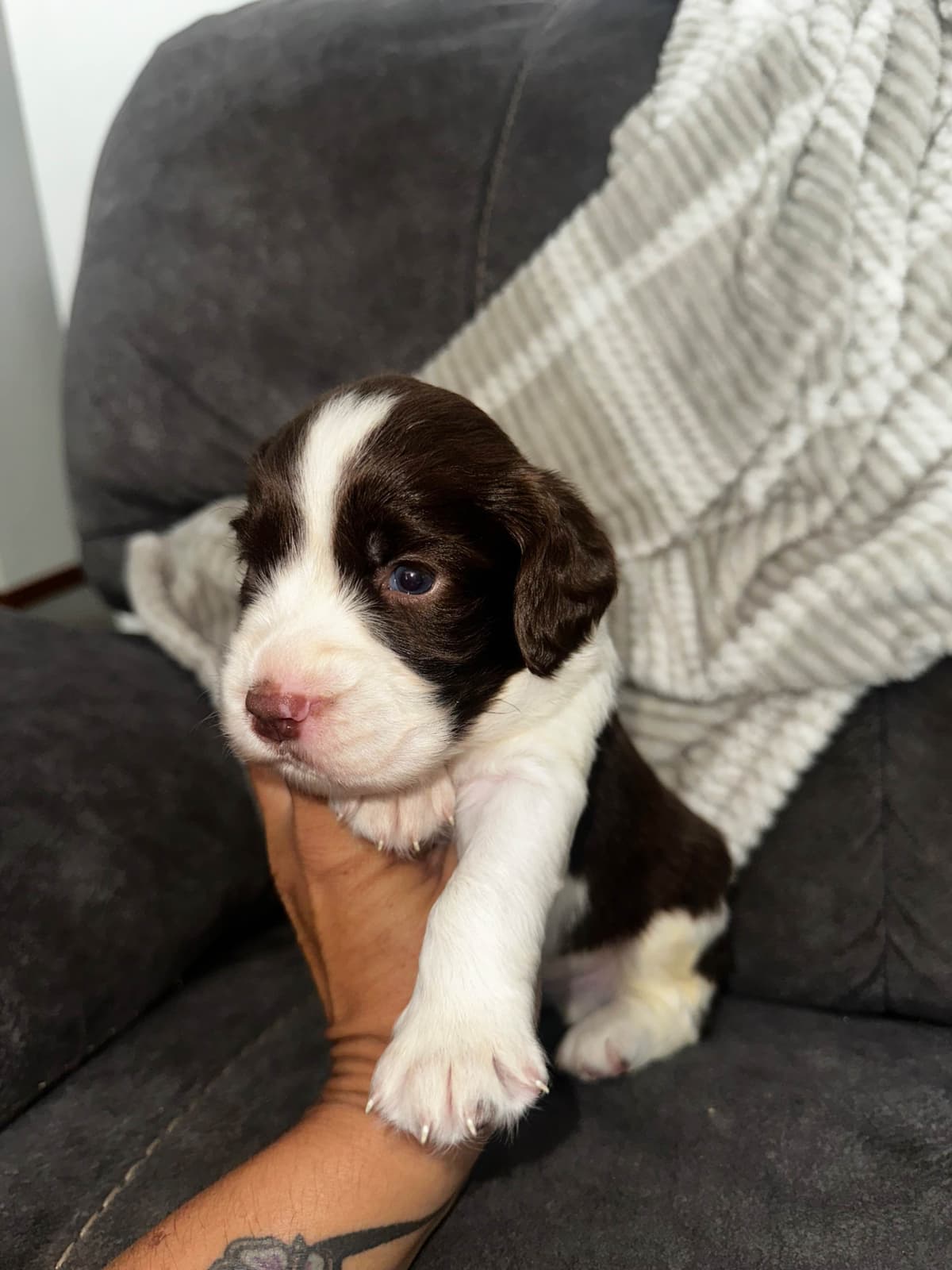English Springer Spaniel Puppies breeder image 26