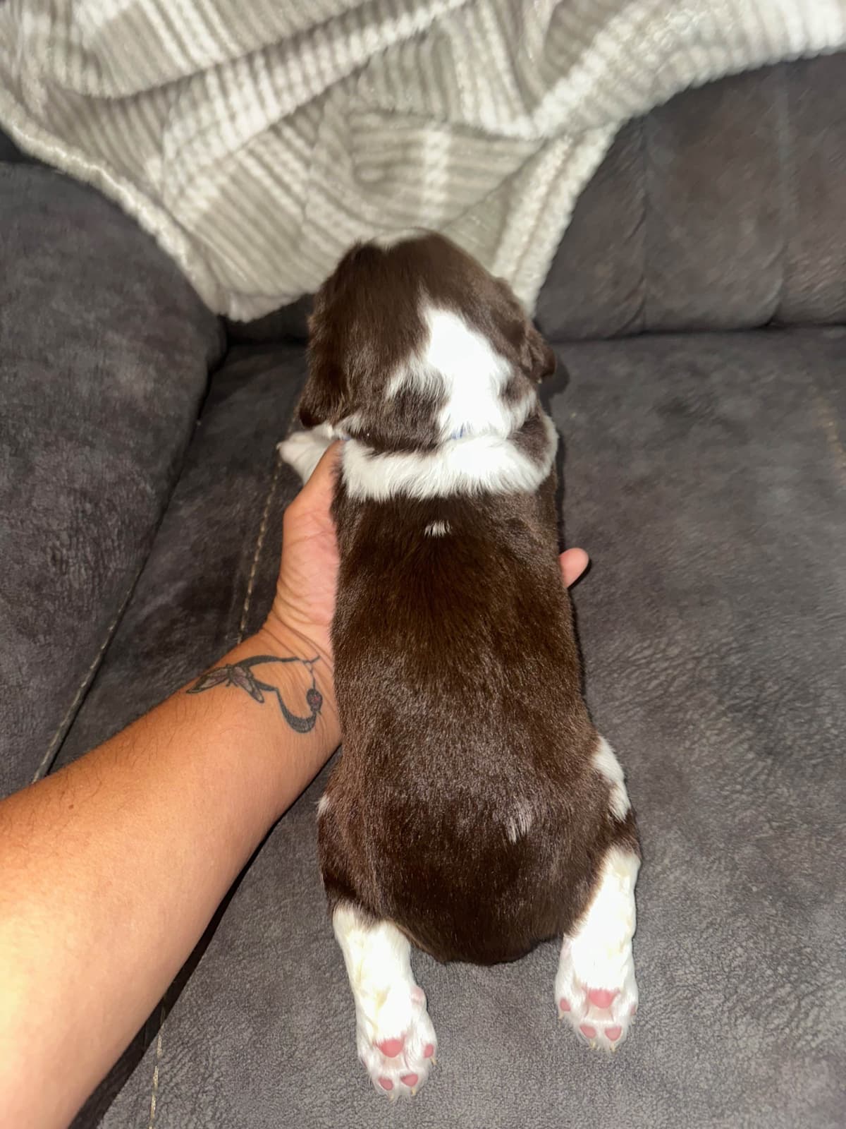 English Springer Spaniel Puppies breeder image 28