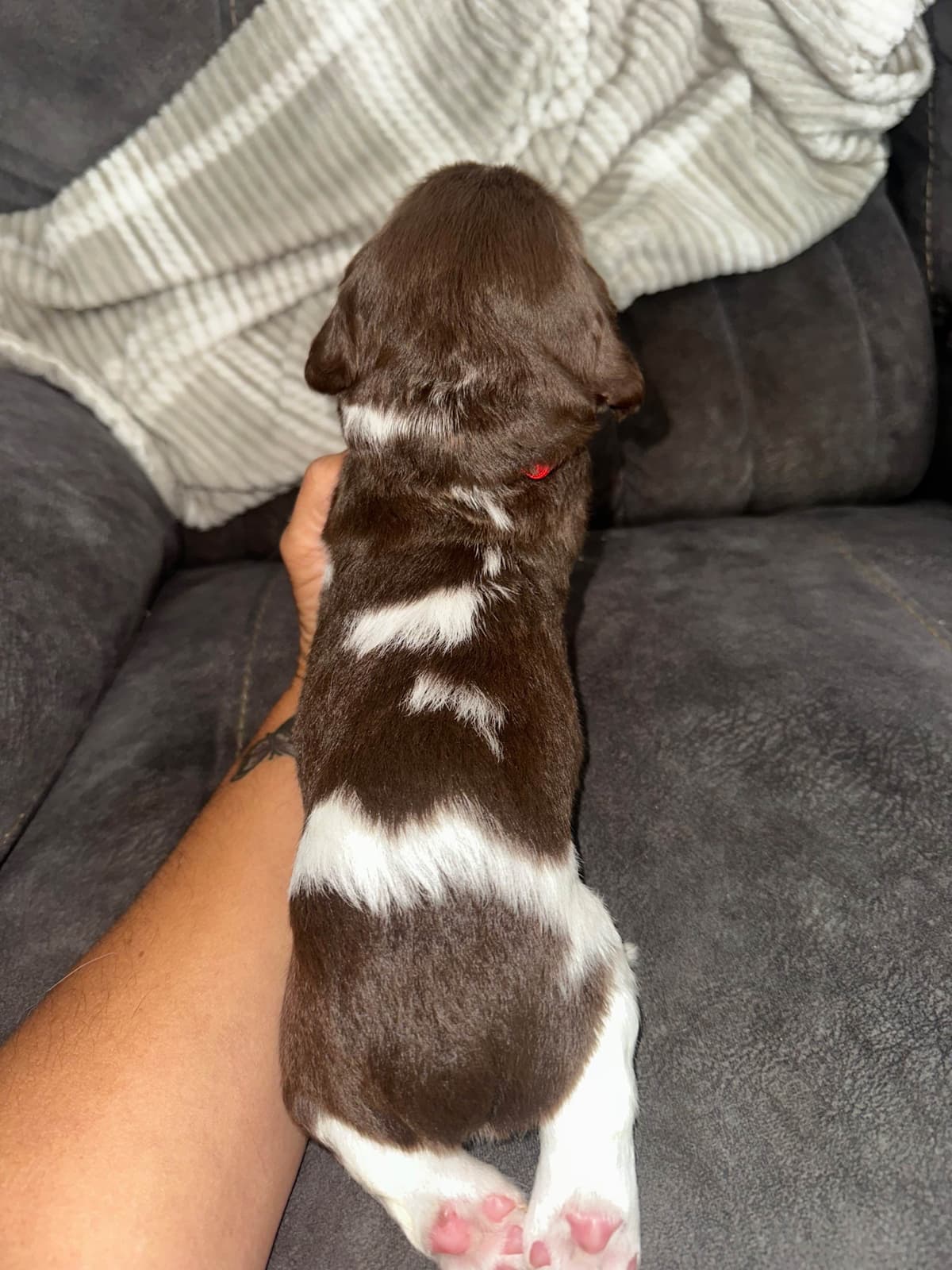English Springer Spaniel Puppies breeder image 30