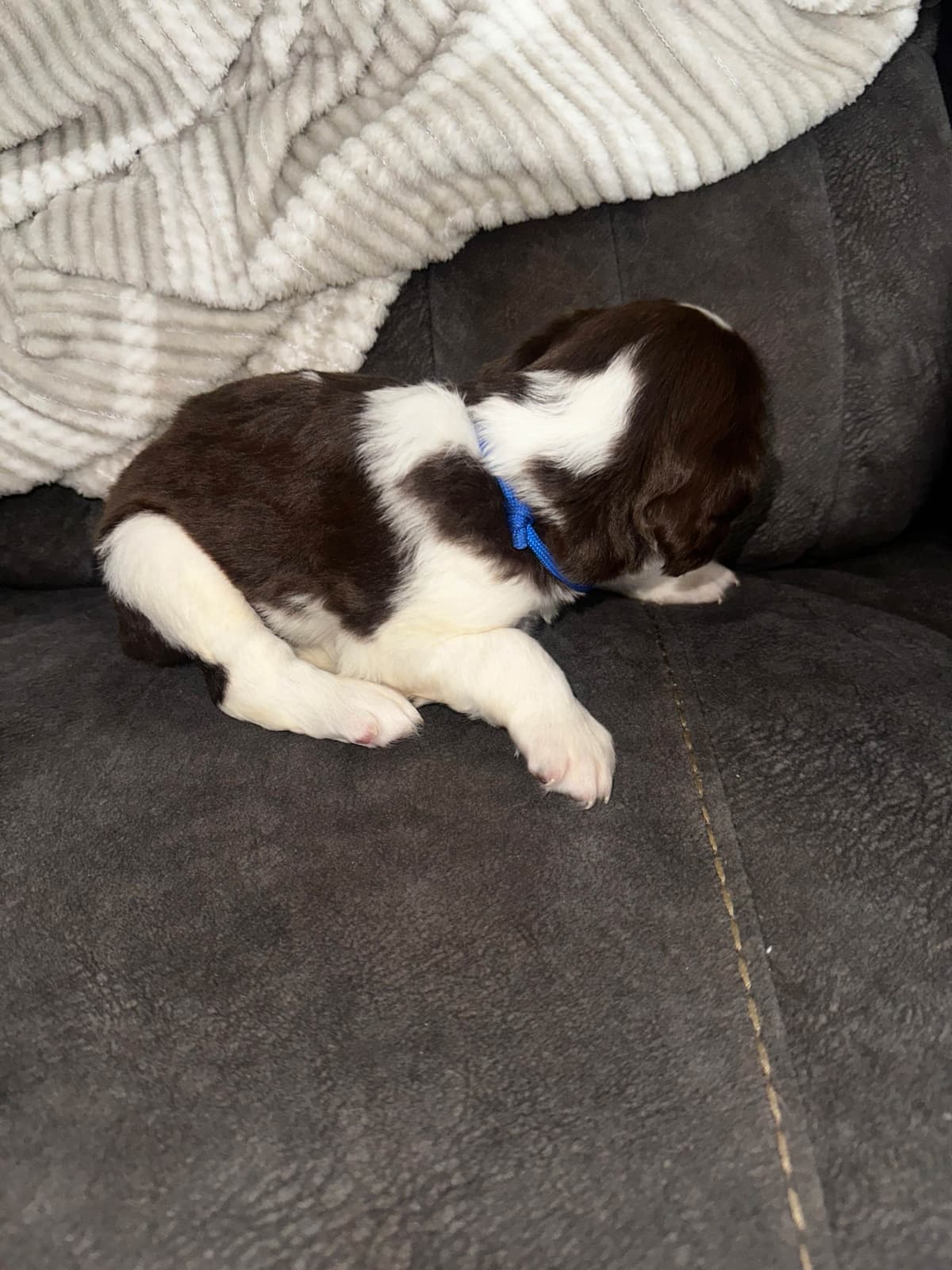 English Springer Spaniel Puppies breeder image 29