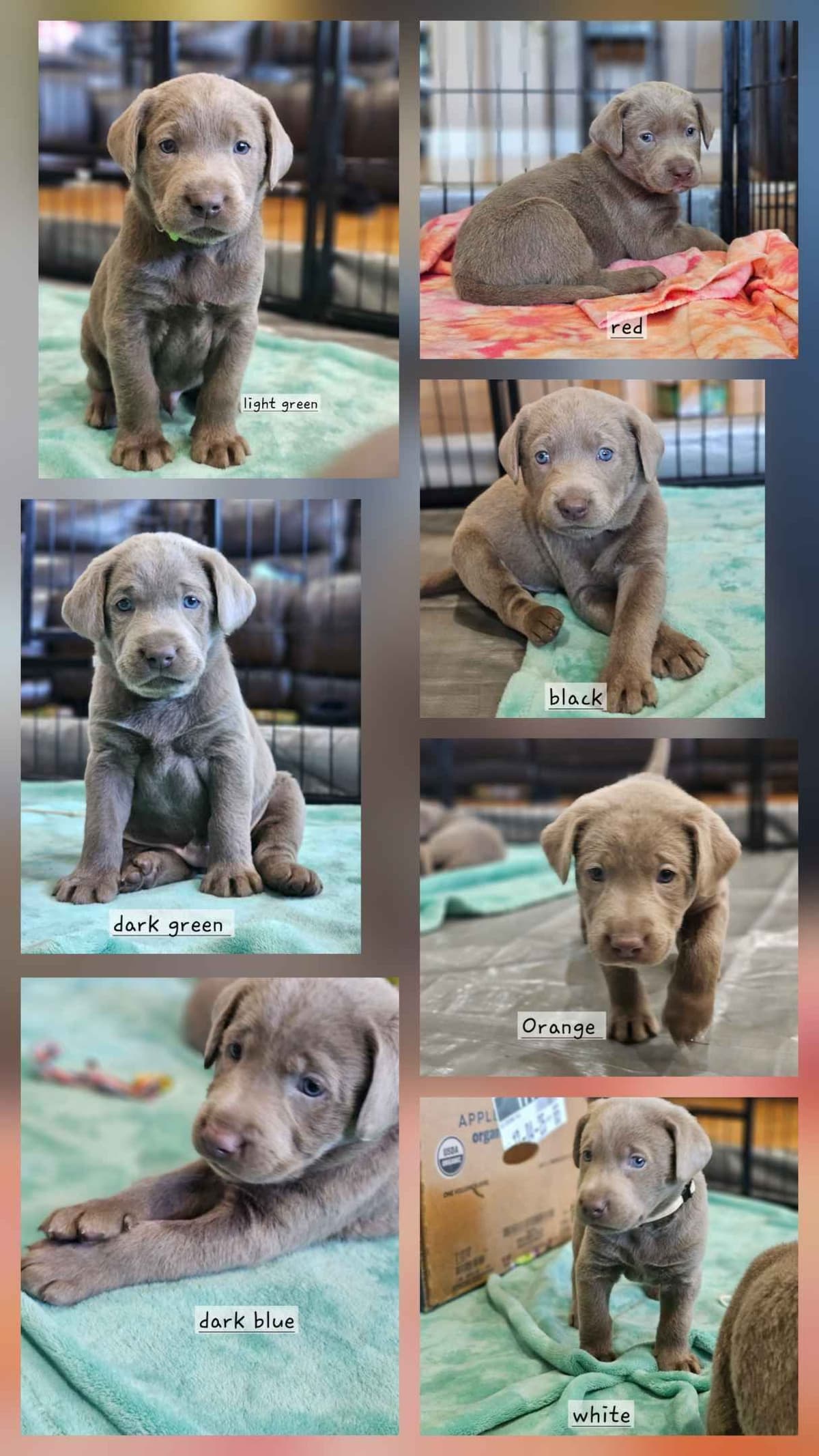 Labrador Retriever Puppies breeder image 6