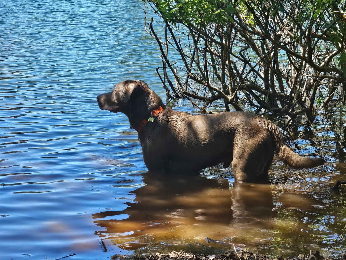 Labrador Retriever Puppies breeder image 3