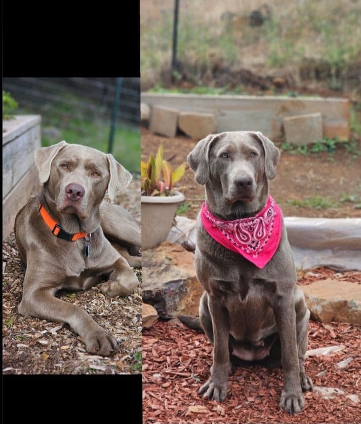 Labrador Retriever Puppies breeder image 1