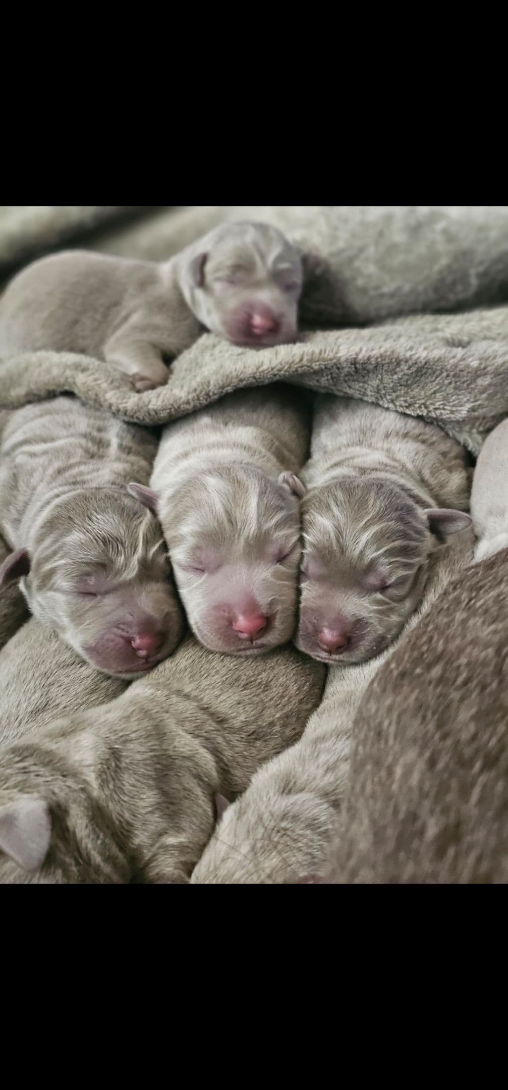 Labrador Retriever Puppies breeder image 7