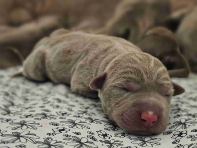 Labrador Retriever Puppies media 3