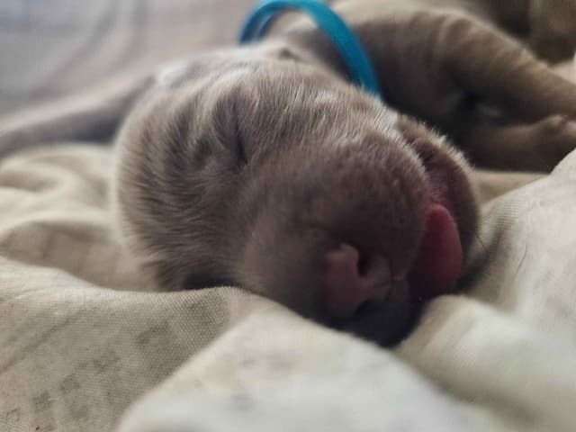 Labrador Retriever Puppies media 4