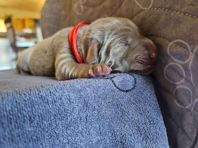 Labrador Retriever Puppies media 5