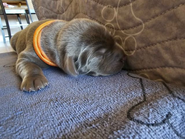 Labrador Retriever Puppies media 6