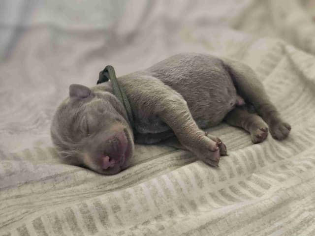 Labrador Retriever Puppies media 7