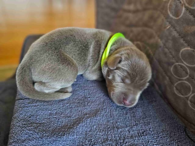 Labrador Retriever Puppies media 8
