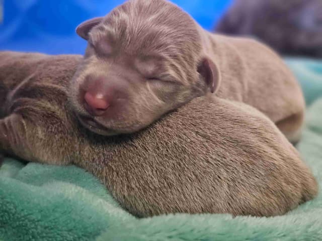 Labrador Retriever Puppies media 9