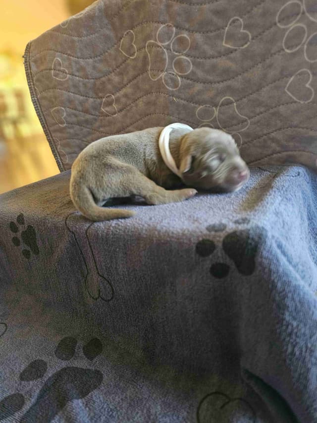 Labrador Retriever Puppies media 10