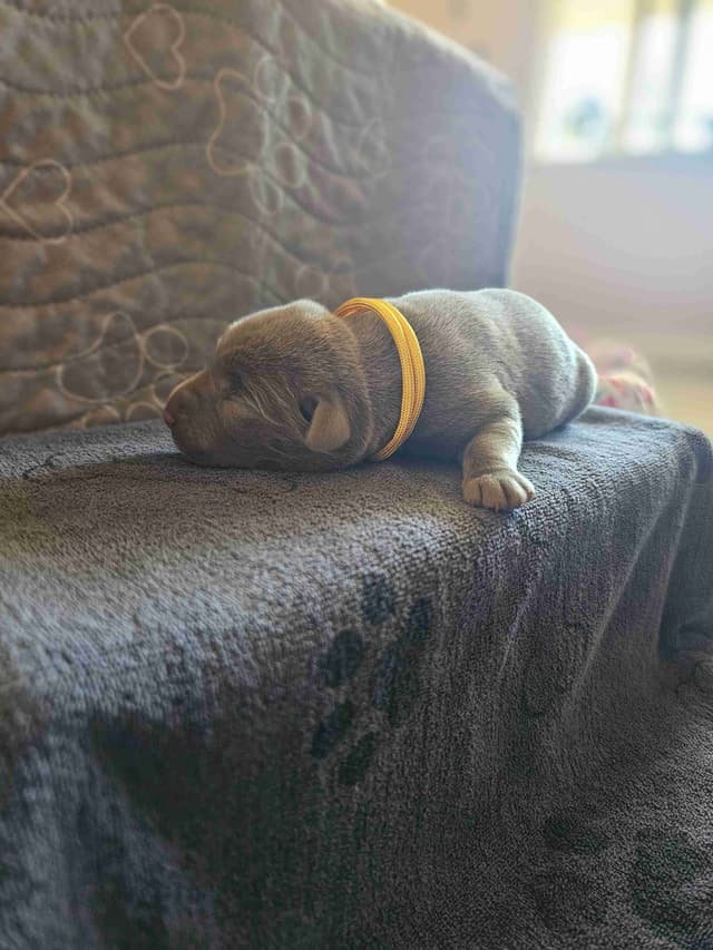 Labrador Retriever Puppies media 11