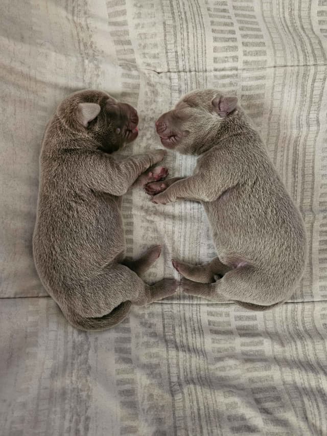Labrador Retriever Puppies media 12