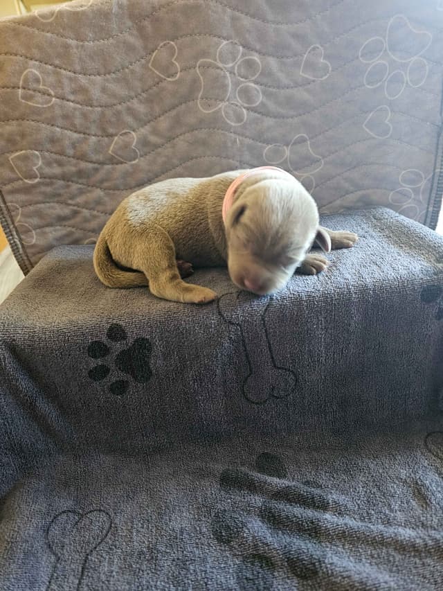 Labrador Retriever Puppies media 13