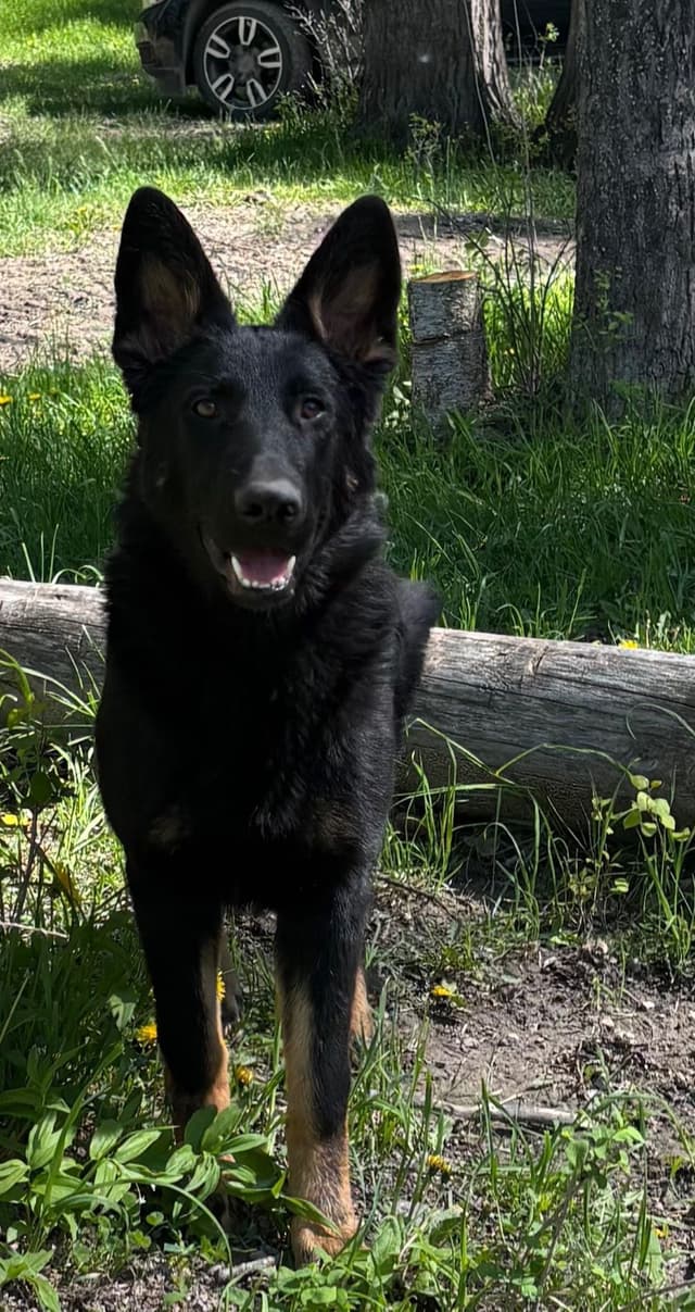 Female German Shepherd Dog Puppy media 4