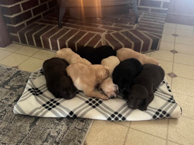 Genetic Tested❤️ Hip Cert❤️Labrador Retriever 🐾Text/Call 717-912-6733 media 8