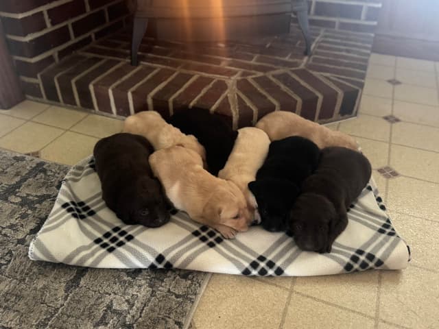 Genetic Tested❤️ Hip Cert❤️Labrador Retriever 🐾Text/Call 717-912-6733 media 9