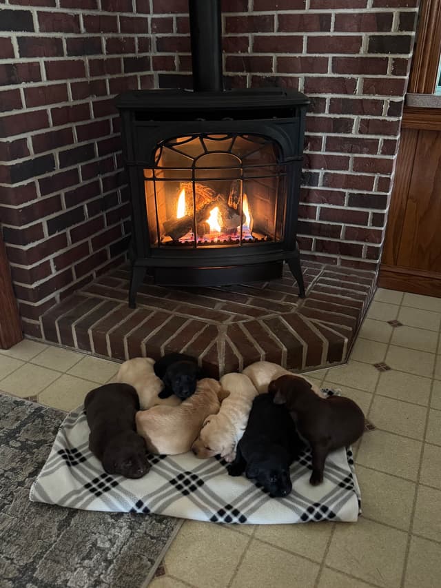 Genetic Tested❤️ Hip Cert❤️Labrador Retriever 🐾Text/Call 717-912-6733 media 10
