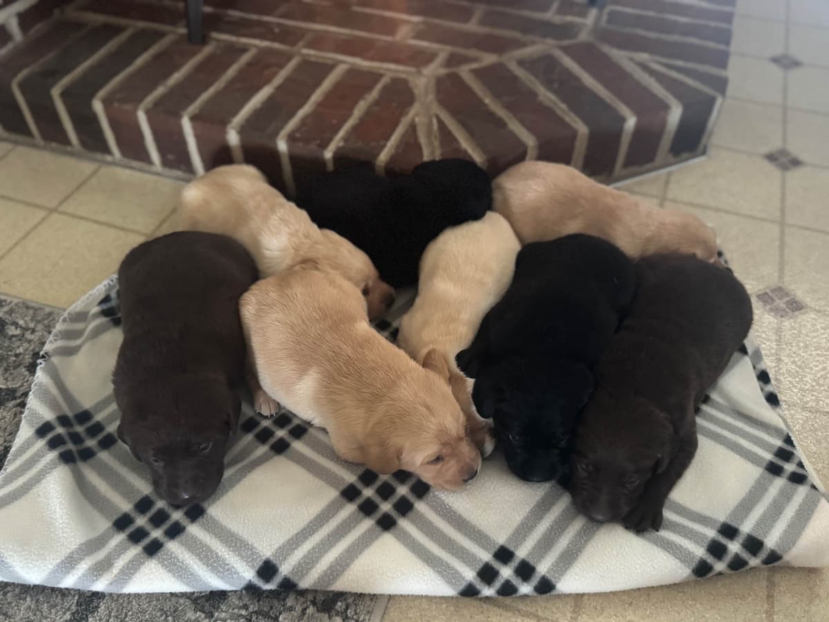 Genetic Tested❤️ Hip Cert❤️Labrador Retriever 🐾Text/Call 717-912-6733 breeder image 1