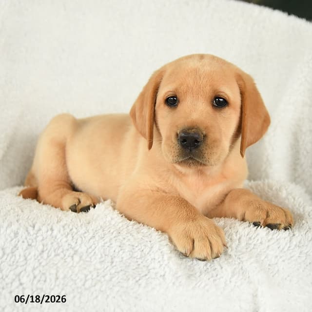 Genetic Tested❤️ Hip Cert❤️Labrador Retriever 🐾Text/Call 717-912-6733 media 3