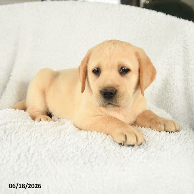 Genetic Tested❤️ Hip Cert❤️Labrador Retriever 🐾Text/Call 717-912-6733 media 5