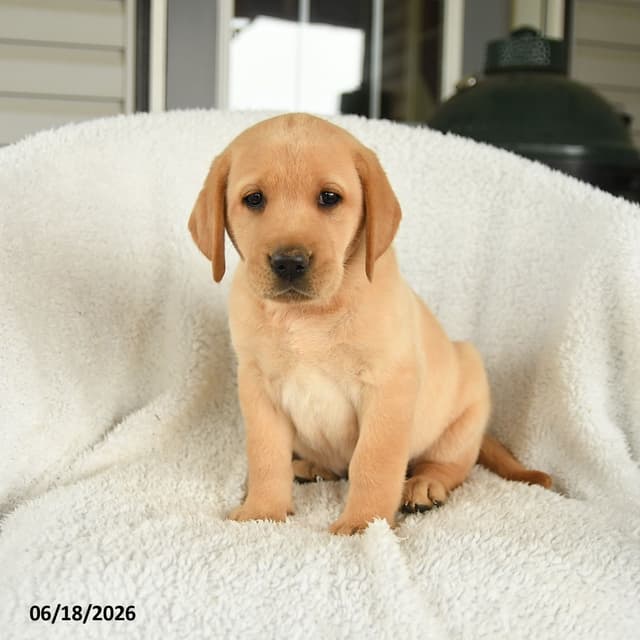 Genetic Tested❤️ Hip Cert❤️Labrador Retriever 🐾Text/Call 717-912-6733 media 7