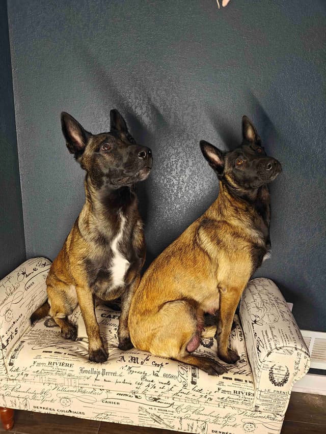 Belgian Malinois Puppies media 20