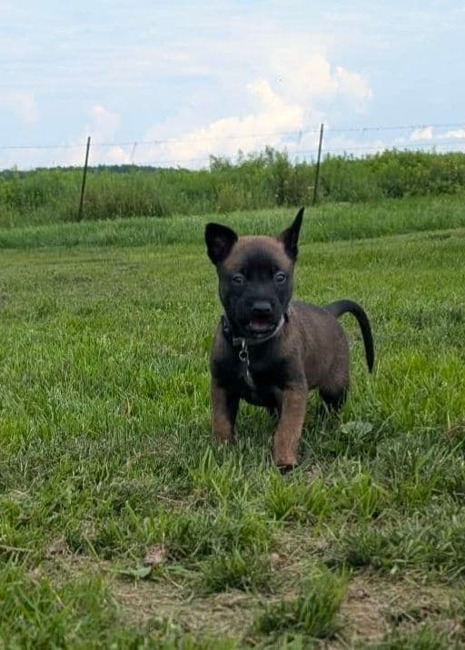 Belgian Malinois Puppies media 13