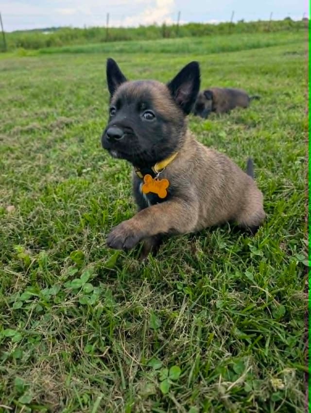 Belgian Malinois Puppies media 5