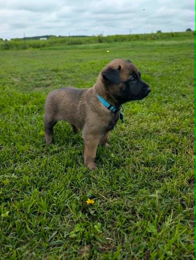 Belgian Malinois Puppies media 4
