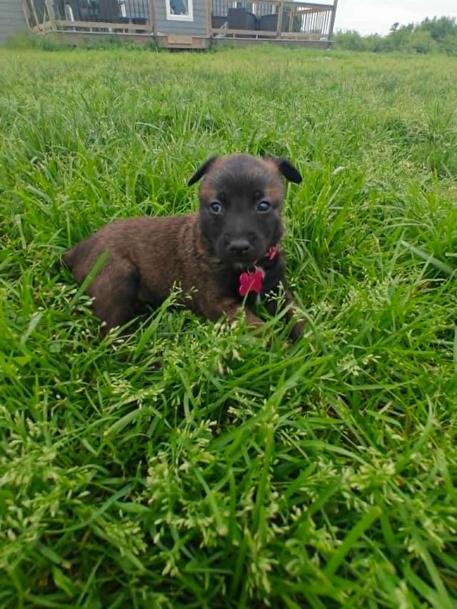 Belgian Malinois Puppies media 2