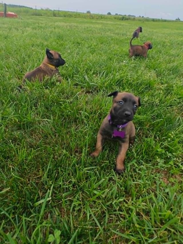 Belgian Malinois Puppies media 10