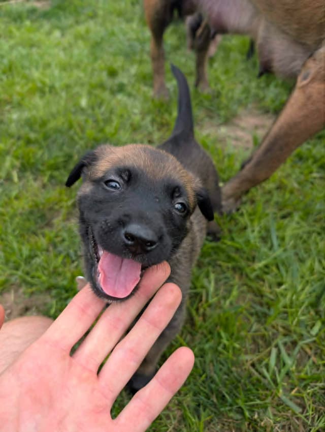 Belgian Malinois Puppies media 6