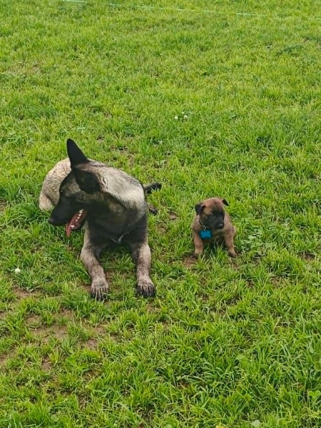 Belgian Malinois Puppies media 17