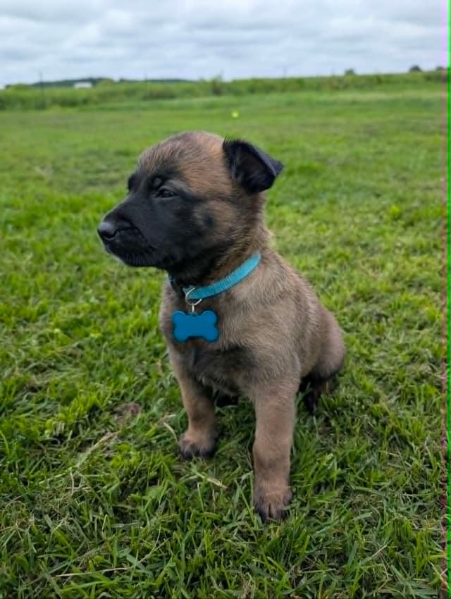 Belgian Malinois Puppies media 3