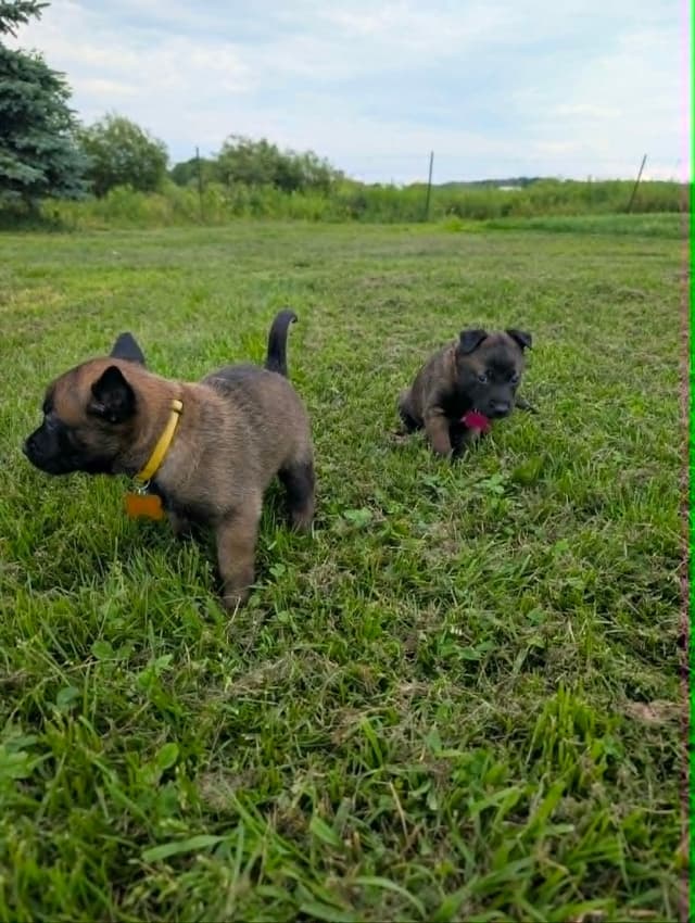 Belgian Malinois Puppies media 7