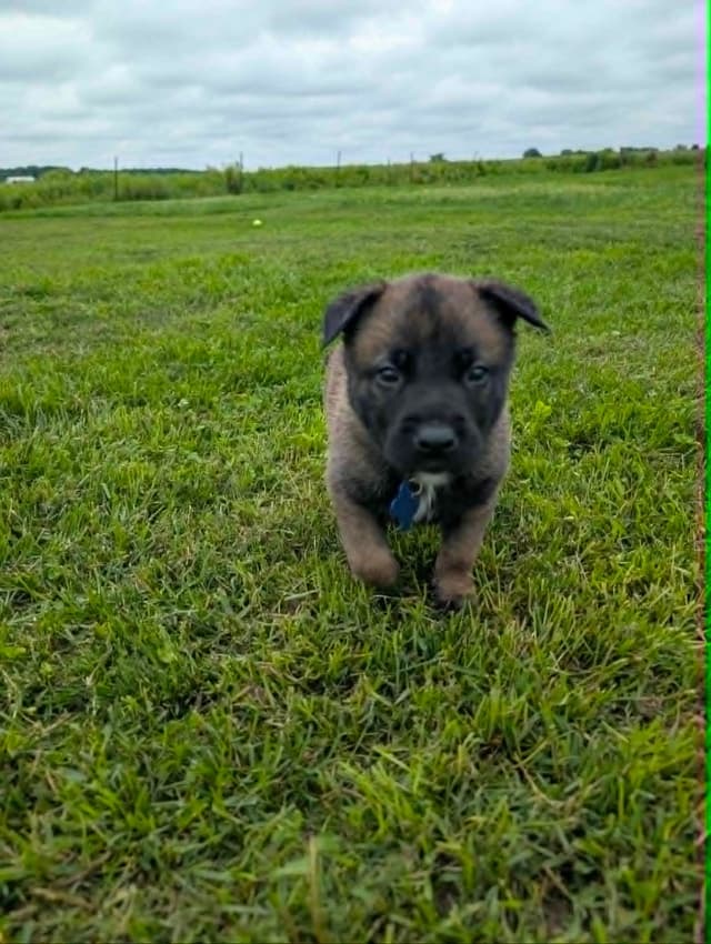Belgian Malinois Puppies media 12