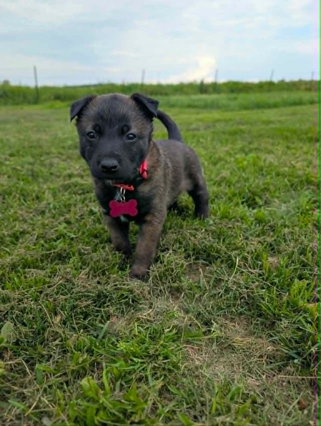 Belgian Malinois Puppies media 9