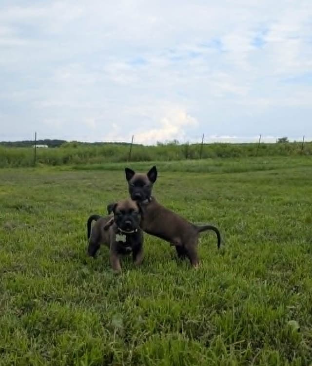 Belgian Malinois Puppies media 15