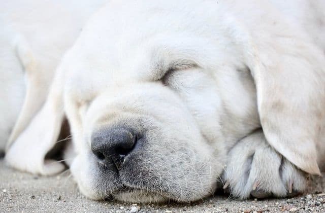 Labrador Retriever Puppies breeder image 1