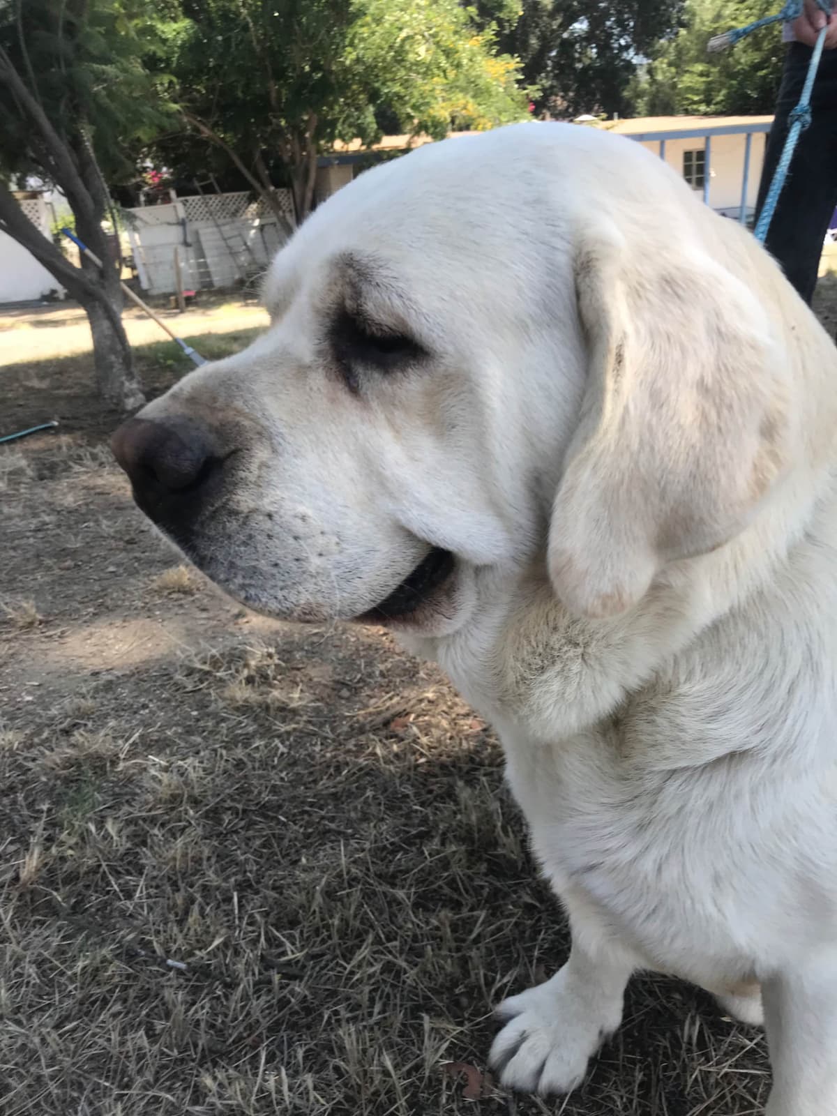 Labrador Retriever Puppies breeder image 4