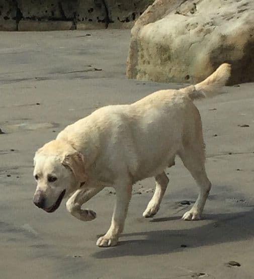 Labrador Retriever Puppies breeder image 7