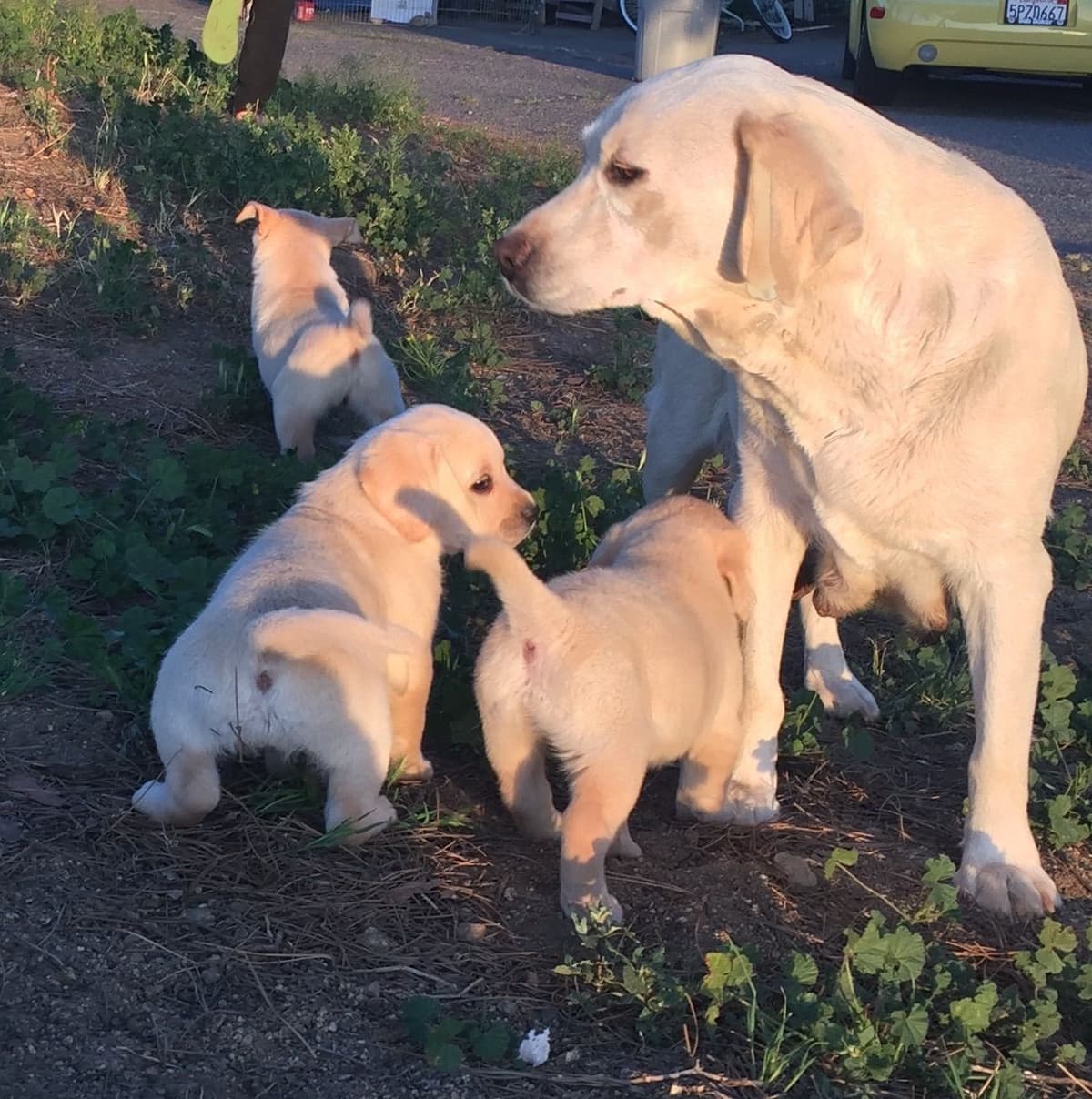 Labrador Retriever Puppies breeder image 17