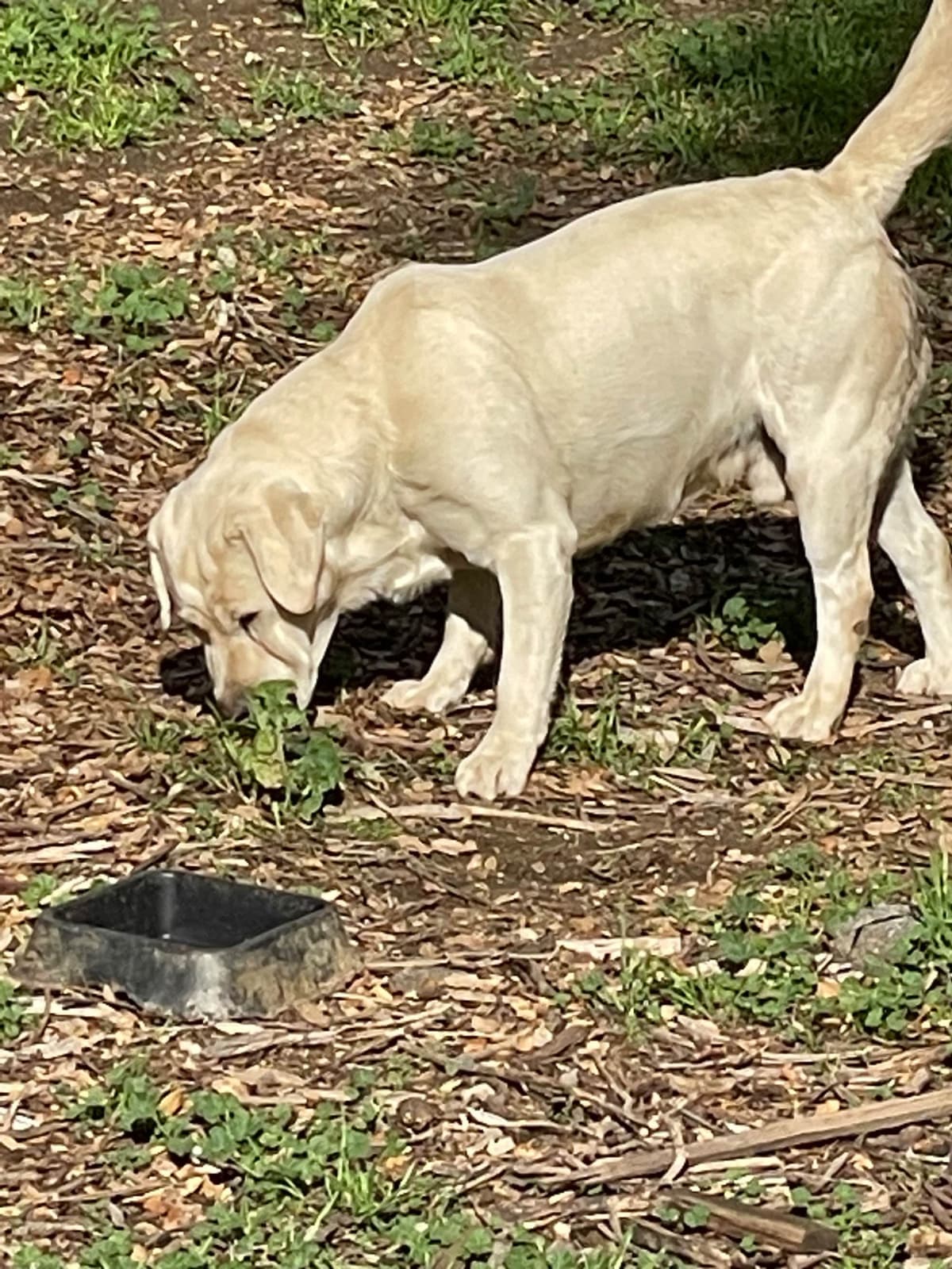 Labrador Retriever Puppies breeder image 18