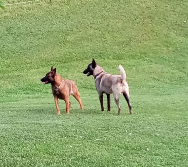 Belgian Malinois Puppies media 8