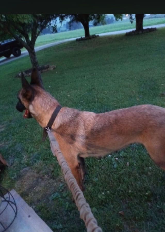Belgian Malinois Puppies media 9
