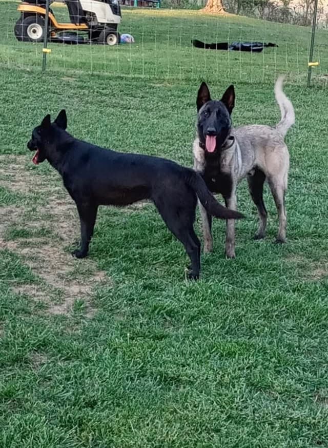 Belgian Malinois Puppies media 11