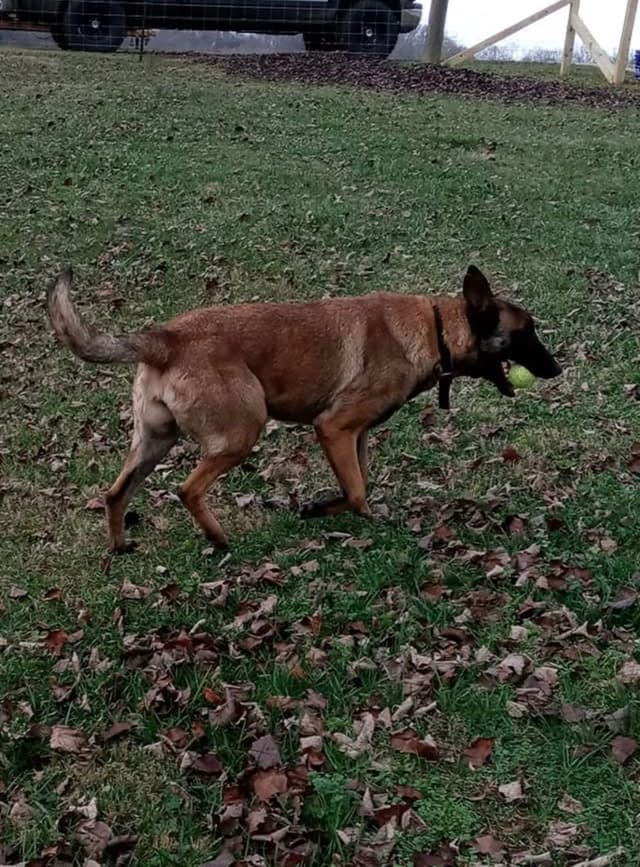 Belgian Malinois Puppies media 10